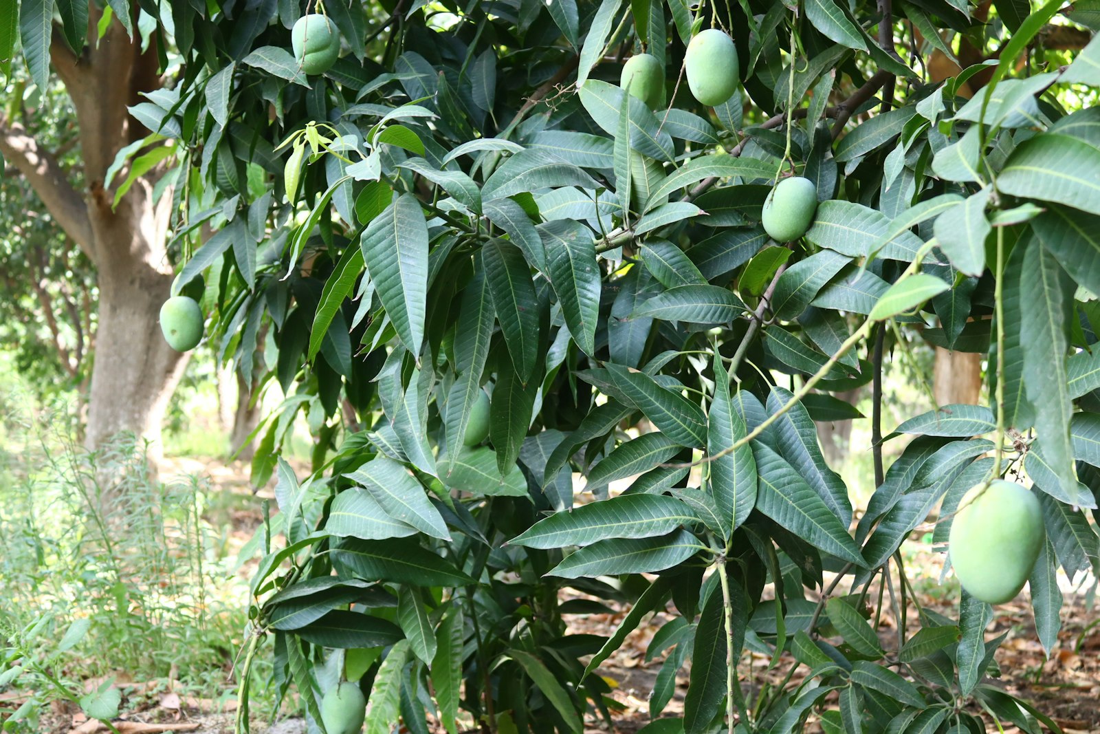 Green mangoes on a tree in an orchard
